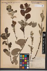 Foto von Salix aurita L. x Salix caprea L.